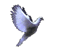Merpati putih